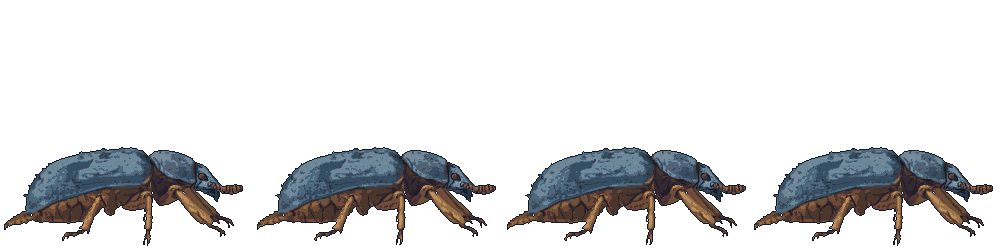 Carrion Beetle attacking