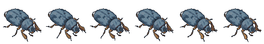 Carrion Beetle walking