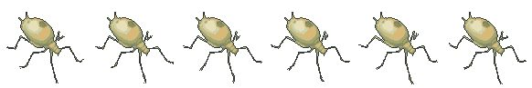Dew Aphid walking
