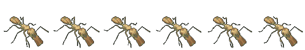 Gallery Ant walking